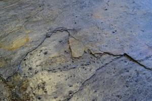 Burning Forest neu Detail (1).JPG