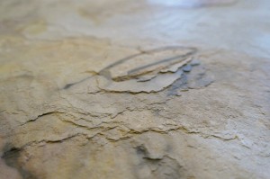 Falling Leaves Detail neu (2).JPG