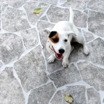 Trawertyn dzikówka / crazy paving na taras chodnik Ash Argent 3cm